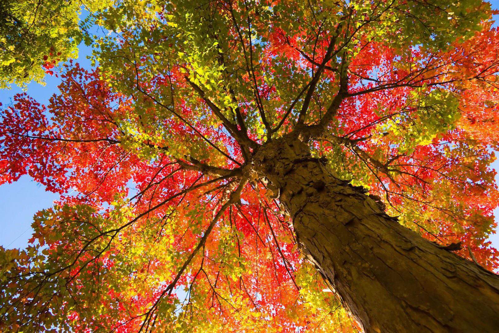A tree with red and yellow leaves in the sky.